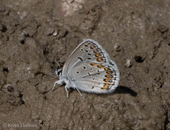 Plebejus idas atrapraetextus