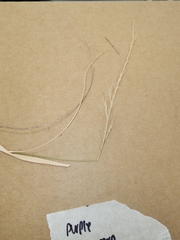 Aristida purpurea