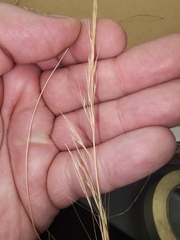 Aristida purpurea