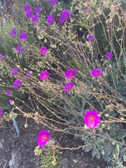 Cistanthe grandiflora