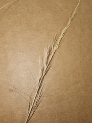 Aristida purpurea