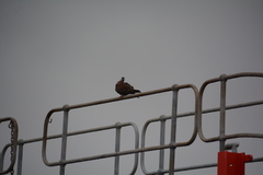 Columba guinea phaeonota