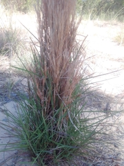 Schizachyrium microstachyum