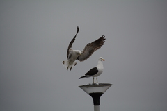 Larus dominicanus vetula
