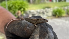 Oligosoma aeneum