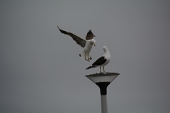 Larus dominicanus vetula