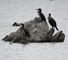 Phalacrocorax carbo lucidus