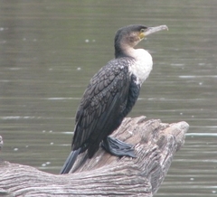 Phalacrocorax carbo lucidus