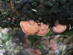 Rigidoporus