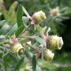Leucadendron conicum