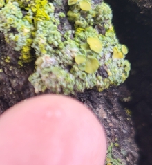 Xanthorioideae