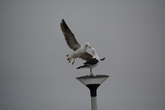 Larus dominicanus vetula