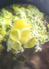 Xanthorioideae
