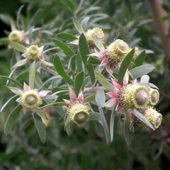 Leucadendron conicum