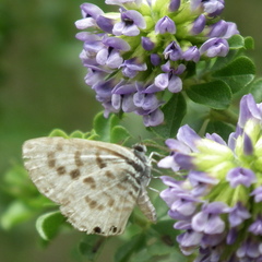 Leptotes pirithous