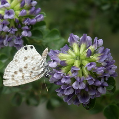 Leptotes pirithous