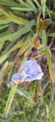 Aristea ecklonii