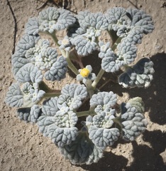 Psathyrotes ramosissima