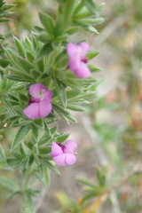 Muraltia squarrosa