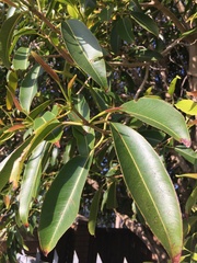 Syzygium guineense