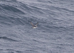 Synthliboramphus antiquus