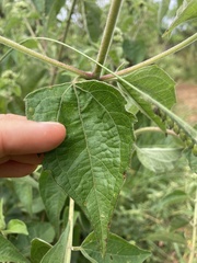 Chromolaena odorata