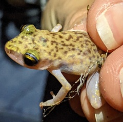 Eleutherodactylus marnockii