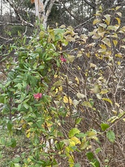 Lonicera periclymenum