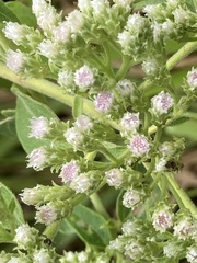 Chromolaena odorata