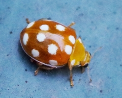 Vibidia duodecimguttata