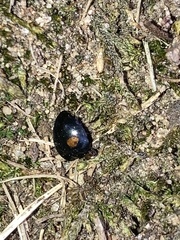 Chilocorus stigma