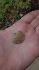 Noetia ponderosa