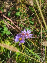 Eurybia spectabilis