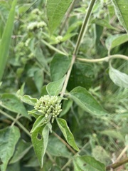Chromolaena odorata