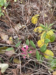 Lonicera periclymenum