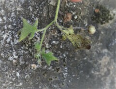 Nemophila parviflora