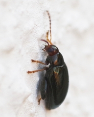 Psylliodes chrysocephala