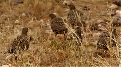 Pterocles namaqua