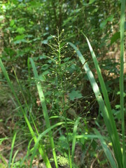 Dichanthelium polyanthes