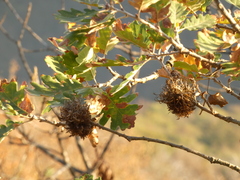 Andricus caputmedusae