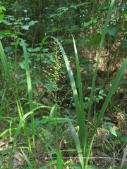 Dichanthelium polyanthes