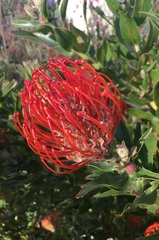 Leucospermum × hybridum