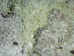 Pertusaria flavida