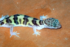 Coleonyx variegatus