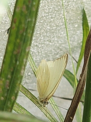 Ascia monuste monuste