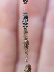 Cyclosa insulana