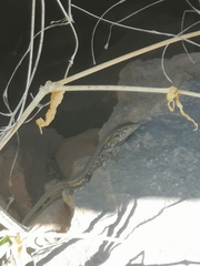 Gallotia galloti galloti