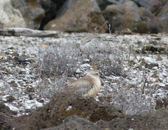 Charadrius obscurus aquilonius