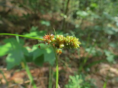 Carex muehlenbergii