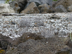 Charadrius obscurus aquilonius